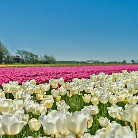 アパート Prinsenhof # ベルゲン