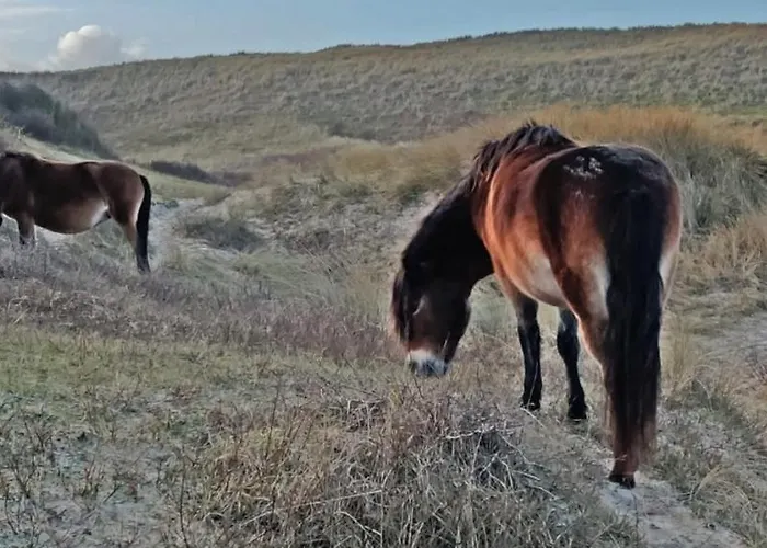 Prinsenhof # 公寓 *