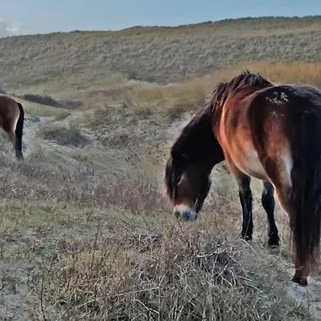 Prinsenhof # Apartament *